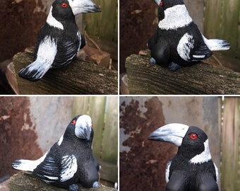 Australian Magpie with Boobs