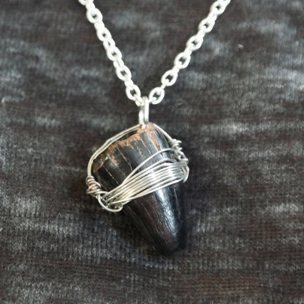 Fossilized Alligator Tooth Necklace