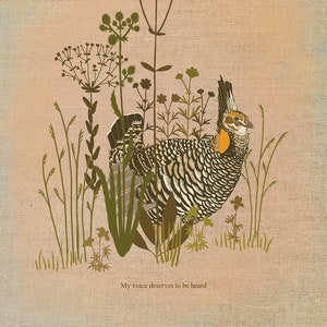 Prairie Chicken Illustration Print
