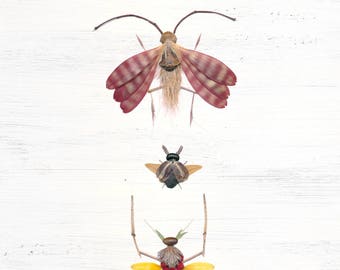 Pressed plant bug collage art print