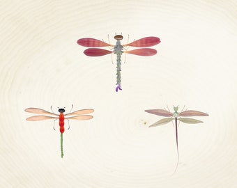 8x10" collaged plant dragonflies print