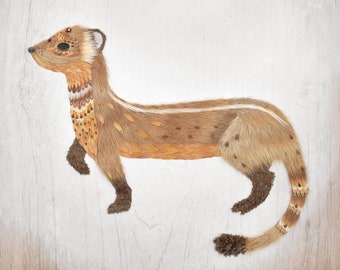 11x14 weasel print