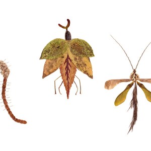 11x14 Bug Collection