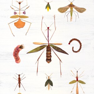 Big Bug Collection 11x14