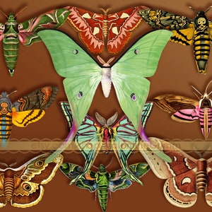May include: A collection of colorful butterfly and moth illustrations with intricate details. The moths and butterflies are depicted in various poses with their wings spread out. The illustrations are set against a brown background.
