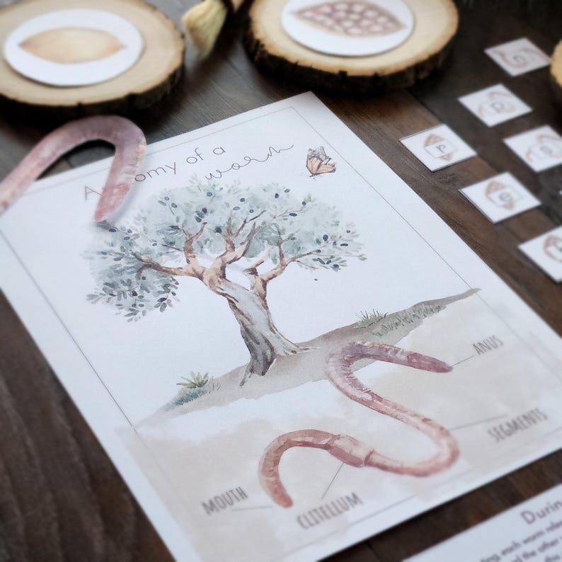 May include: A watercolor illustration titled "Anatomy of a Worm" depicts a worm with labeled parts, a tree, and a butterfly. The image is part of an educational set, with wooden slices and letter cards.