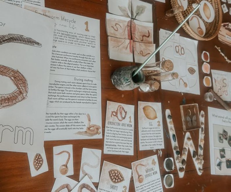 May include: Educational display about earthworms, featuring illustrations, text, and a decorative 'W' made of stones. Includes diagrams of the earthworm lifecycle, reproduction, and egg development. A small basket and glass vials are also present.