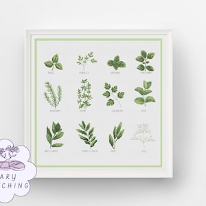 Pode incluir: Uma impressão emoldurada com ilustrações em aquarela de várias ervas, incluindo manjericão, salsa, orégano e alecrim. Cada erva é rotulada com seu nome em um estilo minimalista. A obra de arte é definida em um fundo branco com uma borda verde claro.