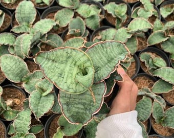 サンセベリア ブルークローン 斑入り ユニークフォーム サンセベリア