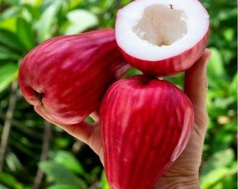 Certificat phytosanitaire gratuit tropical rare de semis greffé de pommier jamaïcain
