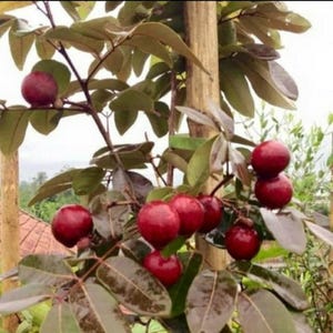 以下が含まれることがあります： 熟した丸い深紅色の果実がいくつか付いた木の枝のクローズアップ。果実は濃い緑色と茶色の葉の間に集まっています。木の幹は明るい茶色で、背景はぼやけています。