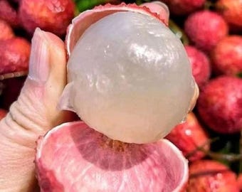 Grafted Red Lychee Seedling Tropical Rare Free Phytosanitary Certificate