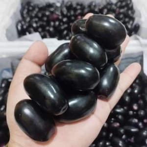 以下が含まれることがあります： 手の中に、濃い紫色の楕円形をしたブドウがいくつかあります。ブドウは光沢があり、新鮮に見えます。画像はクローズアップで、果物の質感と形を強調しています。背景には他のブドウも見えます。