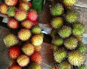 Plántula de rambután injertada, rara tropical, con certificado fitosanitario gratuito