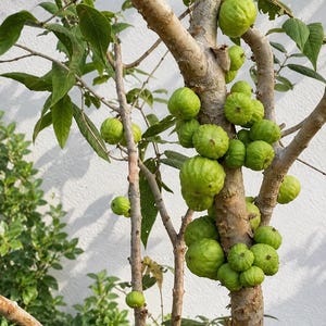 May include: A tree trunk and branches featuring numerous round, textured green fruits growing directly from the bark. The tree has light brown, smooth bark and thin, pointed green leaves extending from the branches against a plain white wall.