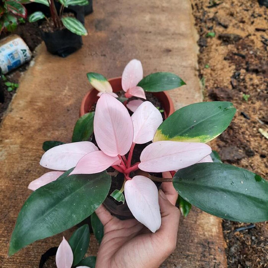 Philodendron Pink Congo Tropical Collector Houseplant Rare Unique - Etsy