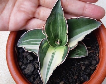 Sansevieria Sp Mecufi Mozambique Medium Size Rare Snake Plant - Etsy