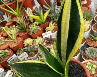 Sansevieria Sp Mecufi Mozambique Medium Size Rare Snake Plant - Etsy