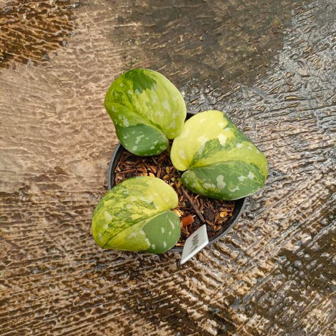 Scindapsus Variated Scindapsus Sentarum Variegated - Rare Exotic Foliage - Etsy