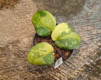 【激レア】Scindapsus Argyraeus Fatamorgana Scindapsus Argyraeus 'Fatamorgana' 🫢 • I can say that it is