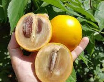 Abiu (Pouteria caimito) Plant in 1 Gallon nursery pot. Sorry, no