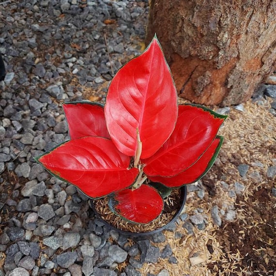 fertilize fiddle leaf fig Fiddle Leaf Ficus Lyrata & Fig Tree Fertilizer  Cute Farms