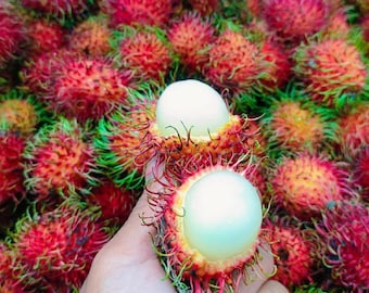 Plántula de rambután Binjai injertada, rara tropical, con certificado fitosanitario gratuito
