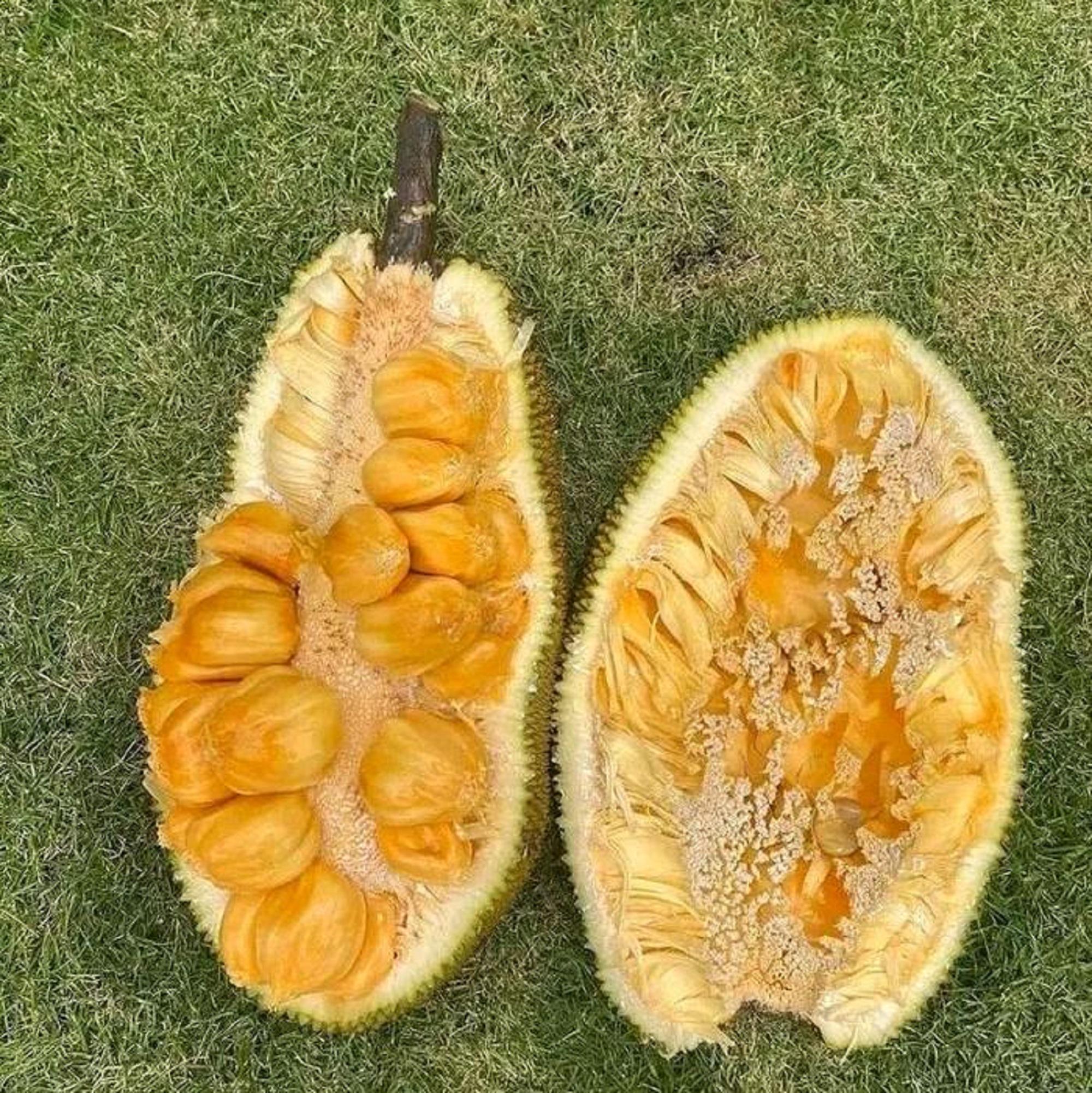 沖縄産Cempedak il_fullxfull.7470784749_ii29.jpg