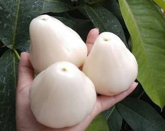 Plántula de manzana de agua injertada Madura, variedad tropical rara, con certificado fitosanitario gratuito.