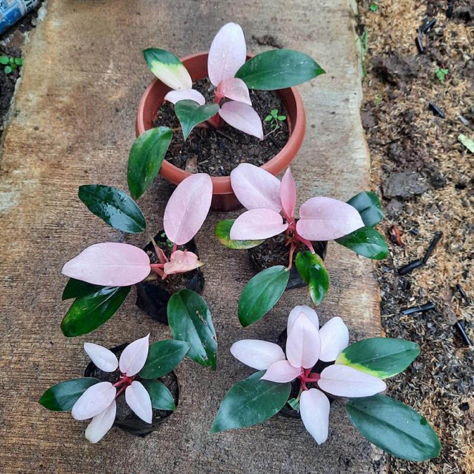 Philodendron Pink Congo Tropical Collector Houseplant Rare Unique - Etsy
