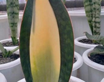 Sansevieria Masoniana Mediopicta Variegated Snake Plant Rare Unique