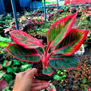 超希少❗️アグラオネマ　カンザ✨ Aglaonema khanza - Etsy 日本