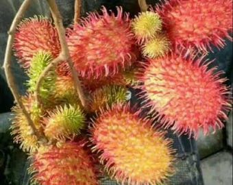 Plántula de rambután Garuda injertada, rara tropical, con certificado fitosanitario gratuito