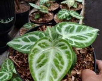 Anthurium Dorayaki Silver Rare Aroid Collector Houseplant