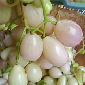 Peut inclure: Gros plan sur une grappe de jamboses blanches et rose pâle. Les fruits ont une peau lisse et brillante et sont attachés à des tiges vertes. Les jamboses sont de forme ovale et semblent fraîches. L'arrière-plan est légèrement flou.