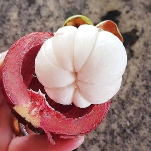 Mangostan Kaligesing Ympad planta Tropisk Sällsynt Gratis Fytosanitärt Certifikat