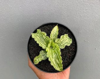 Sansevieria Sansevieria Water Melon Snake Plant Rare Unique