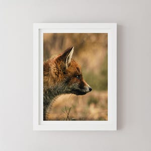 Fox Portrait – Wildlife Photography Print, Minimalist Wall Art, Animal Poster, Fine Art Print of a Fox, Nature Photography by Dylan Calluy