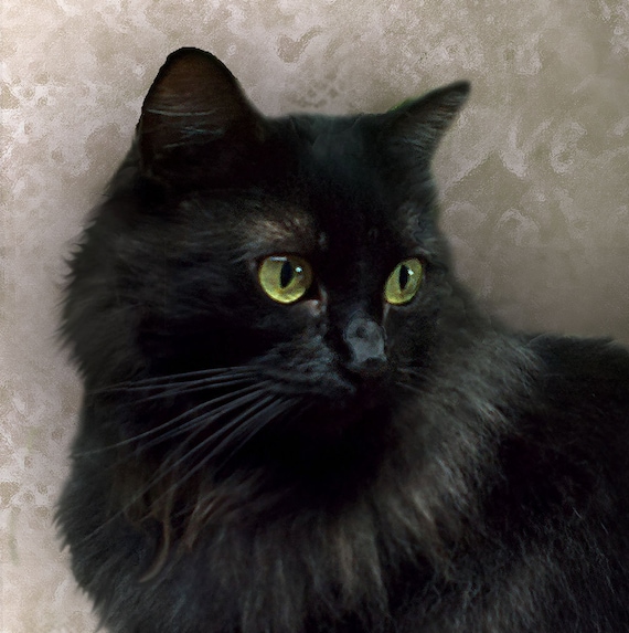 black cat portrait