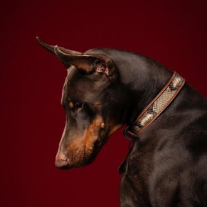 Può includere: Un cane Doberman Pinscher marrone e nero con un collare di cuoio marrone con motivo a pelle di serpente si trova su uno sfondo rosso.