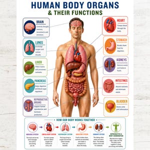 May include: An educational poster titled Human Body Organs & Their Functions featuring a central anatomical illustration of a human torso with internal organs. Surrounding text boxes label the brain, heart, lungs, stomach, liver, kidneys, pancreas, intestines, reproductive organs, and bladder with descriptions of their biological roles.
