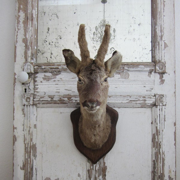 Vintage French taxidermy deer, shoulder mount on wood plaque, farmhouse, natural curiosity, man cave, hunting cabin decor