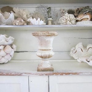 May include: A white cabinet displays a collection of seashells, coral, and a decorative urn. The top shelf features various shells and coral. The middle shelf holds a decorative urn and a large shell. The cabinet is painted white.