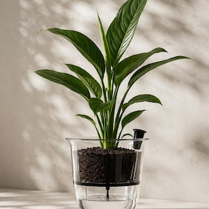 May include: A green peace lily plant potted in a clear glass self-watering planter. The planter features a black inner soil container, a water reservoir at the base, and a small black indicator tube extending from the side to monitor water levels.