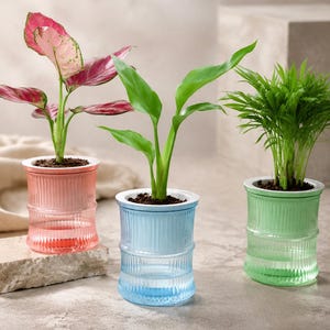 May include: Three self-watering planters in pink, blue, and green, each featuring a ribbed glass outer vessel and a white inner pot. The pink planter holds a variegated plant with pink and green leaves, the blue holds a green plant, and the green holds a palm.