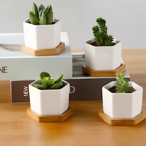May include: Four white hexagonal ceramic planters, each resting on a matching bamboo tray. Each planter contains a small green succulent plant. The planters are arranged on top of two stacked books with visible text on the spines.