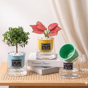 May include: Three self-watering planters with clear glass bases and colorful inner pots in light blue, yellow, and green. Each pot features a black label with the text Lazy Flower Pot & Face to face with nature. Two pots contain green and pink plants.