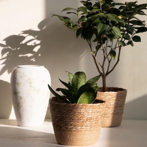 Può includere: Un vaso bianco testurizzato si trova accanto a due vasi per piante in erba marina intrecciata. Un vaso contiene una piccola sansevieria con foglie verdi variegate, mentre l'altro ospita una pianta più alta con rami marroni e foglie scure.