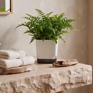 Op de afbeelding: Een vierkante witte en donkergrijze zelfbewaterende plantenbak met een weelderige groene varen. De plantenbak heeft een strak, modern ontwerp met een tweekleurig kleurenschema, bestaande uit een helder wit bovendeel en een donkergrijze basis.