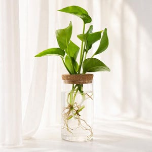 Könnte beinhalten: Eine zylindrische Vase aus klarem Glas, gefüllt mit Wasser und einer grünen Pflanze mit sichtbaren Wurzeln. Die Vase ist mit einem runden Korkdeckel verschlossen, der in der Mitte ein Loch hat, durch das die Pflanzenstängel nach oben ragen.